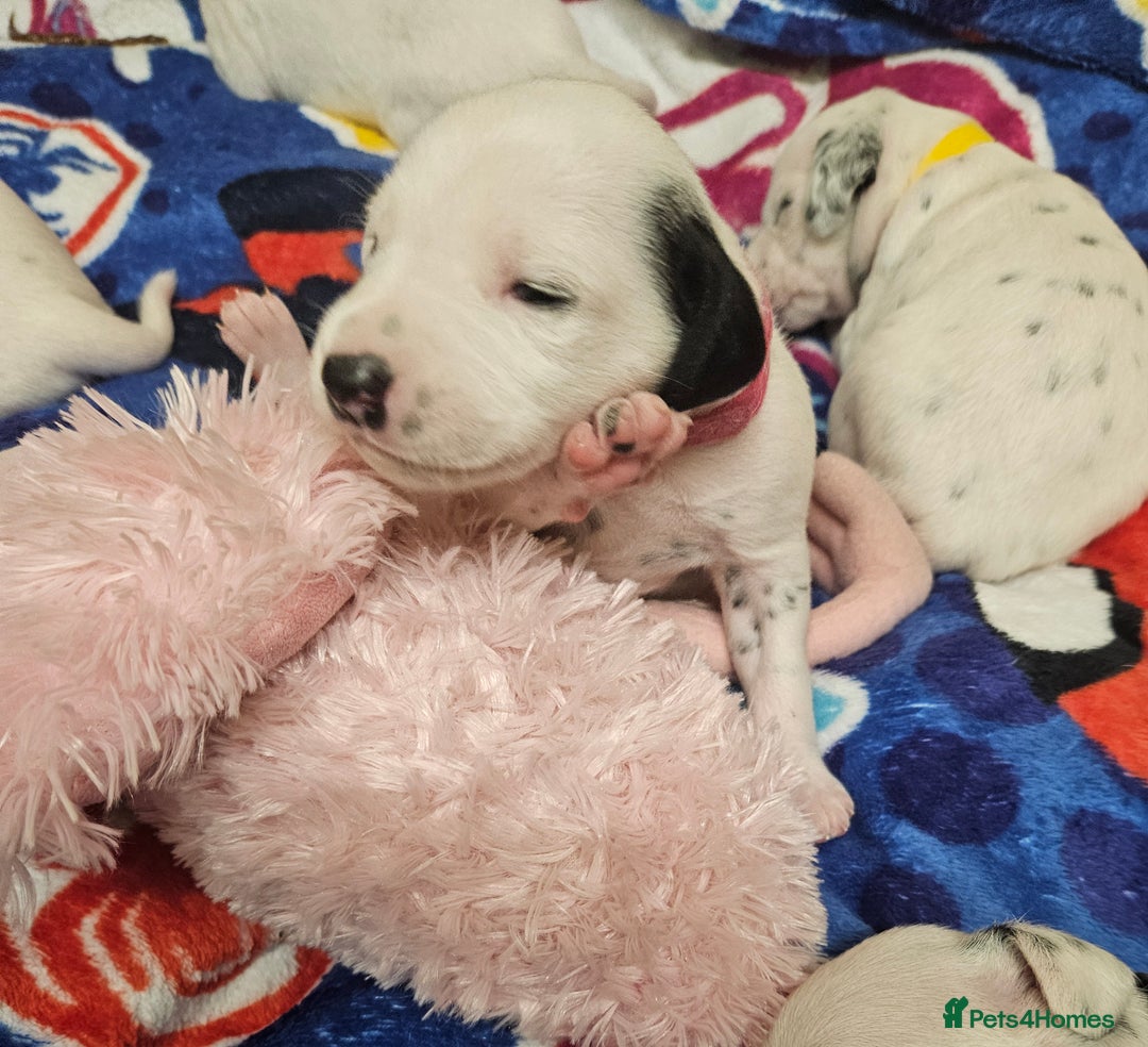 Dalmatian dogs for sale: 6 KC Dalmatian puppies Left - Image 16