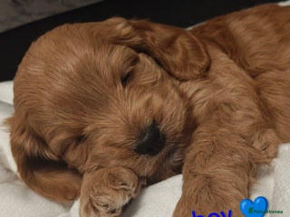 Cockapoo dogs Beautiful cockapoos puppies - Advert 13