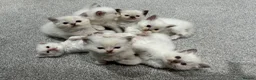 Ragdoll cats for sale: FULL PEDIGREE RAGDOLL KITTENS - LAST 2! - Advert 3