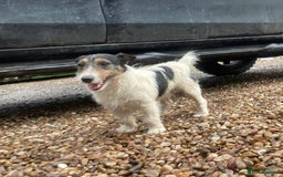 Jack Russell dogs for sale: One 10week old docked pure breed broken coated boy - Image 8