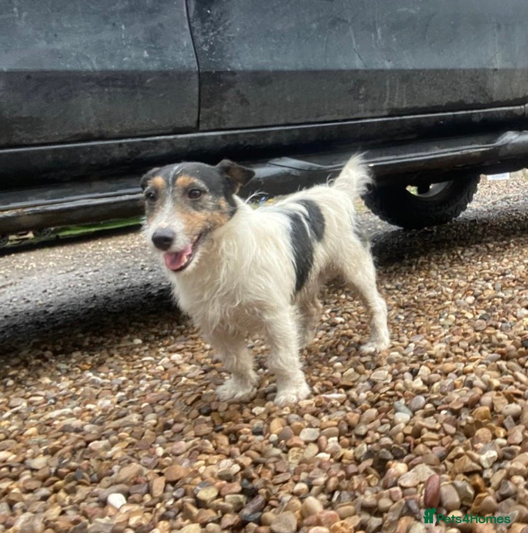 Jack Russell dogs for sale: One 10week old docked pure breed broken coated boy - Image 8