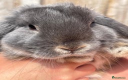 Mini Lop rabbits for sale: Male baby rabbit - Image 2