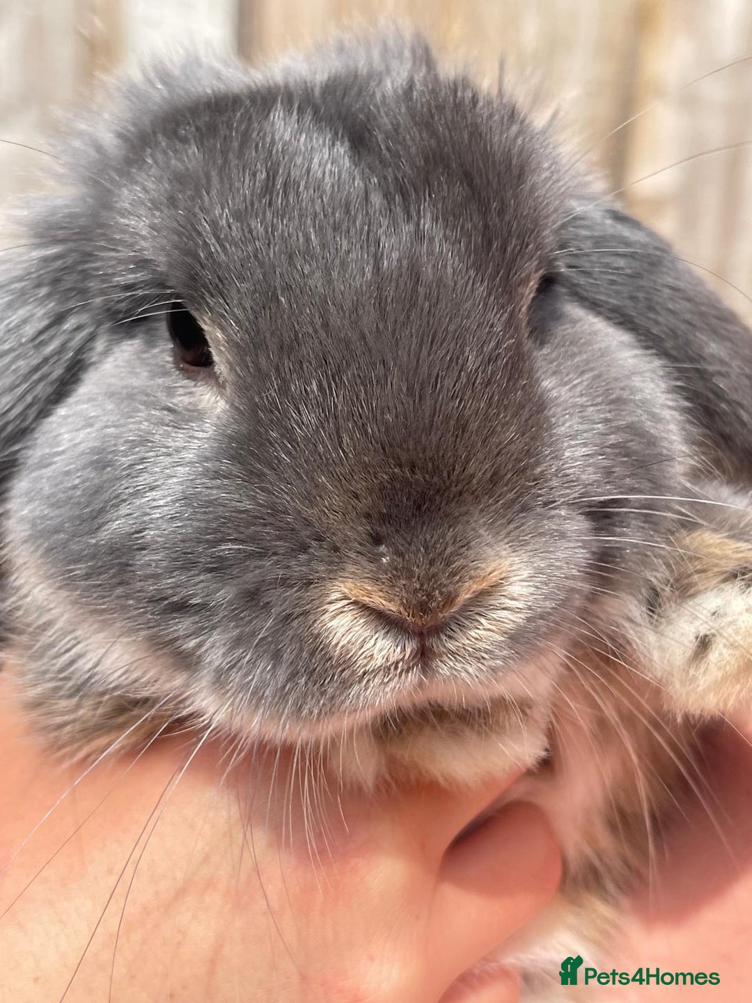 Mini Lop rabbits for sale: Male baby rabbit - Image 2