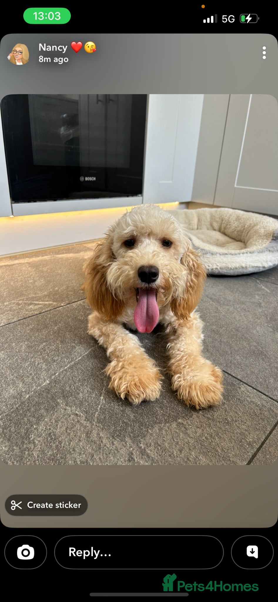 Australian Labradoodle dogs Cavapoo cross Australian Teddy - Advert 6