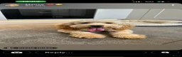 Australian Labradoodle dogs for sale: Cavapoo cross Australian Teddy - Advert 1