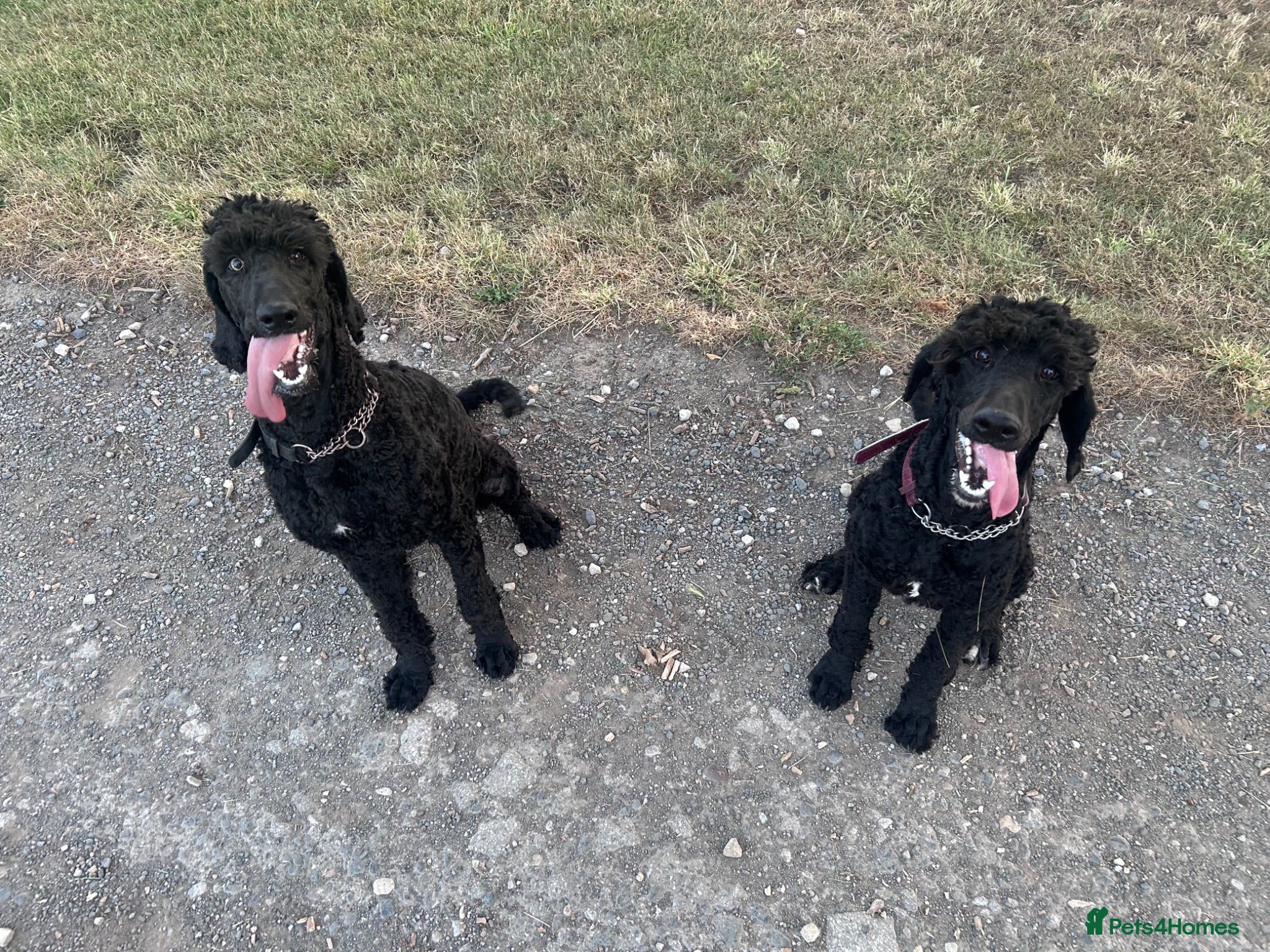 Labradoodle dogs 9 month old labradoodle F1B pups  - Advert 2