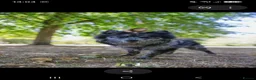 Pomeranian dogs for stud: NEXT GEN BLUE MERLE POM PUPS INCOMING - Advert 1
