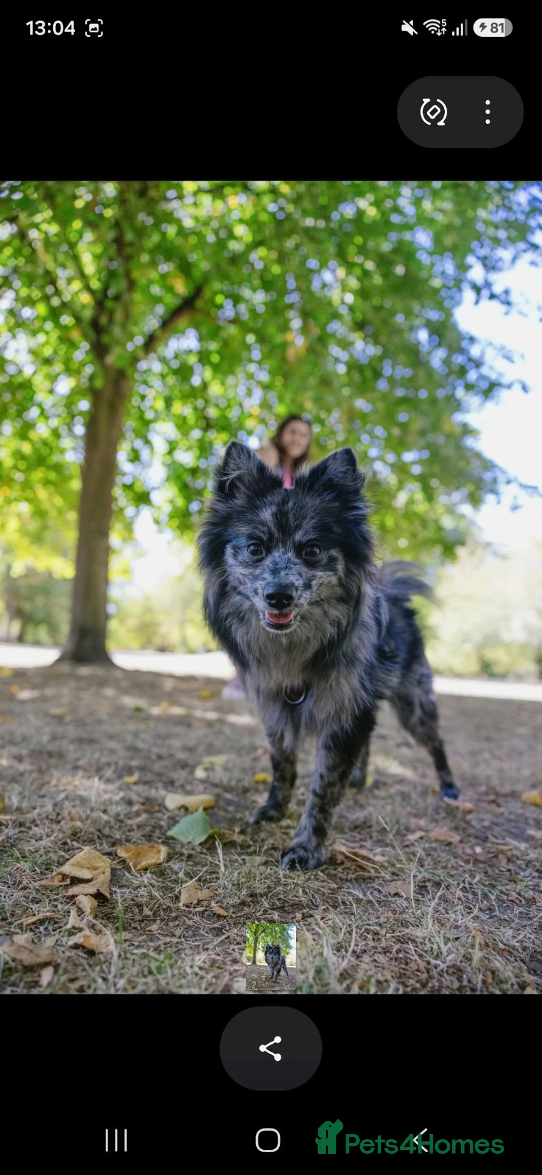 Pomeranian dogs for stud: NEXT GEN BLUE MERLE POM PUPS INCOMING - Advert 1