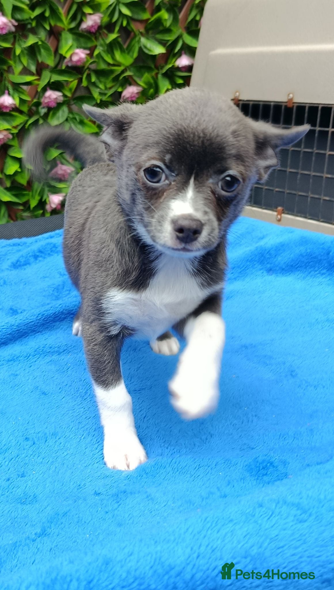 Chihuahua dogs  READY NOW KC REG 2 GIRLS HEALTH TESTED  - Advert 1