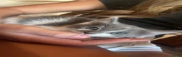 Mixed Breed cats for sale: Beautiful British Blue/Ragdoll Kittens for sale - Advert 3