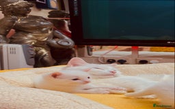 Ragdoll cats for sale: l Ragdol Kiten - Image 17