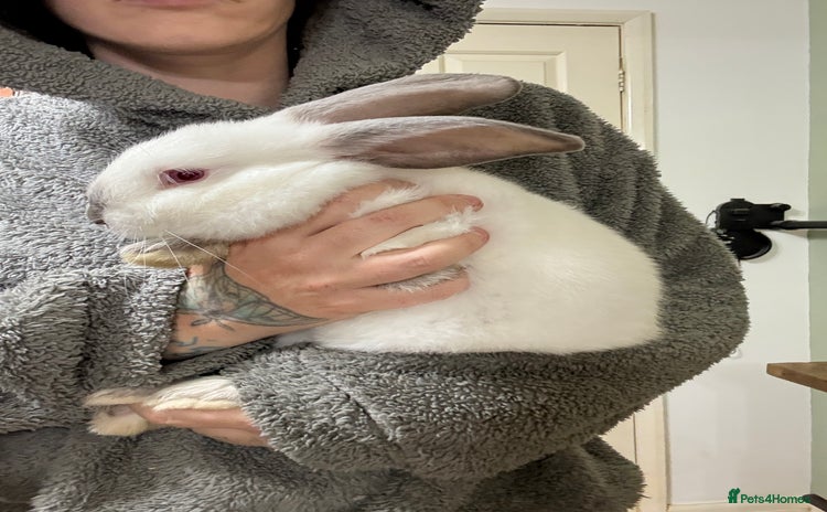 Californian rabbits - Advert 1