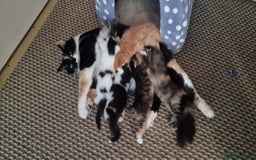 American Shorthair cats for sale: Fluffy Black&White Kittens Ready for Loving Homes - Image 9