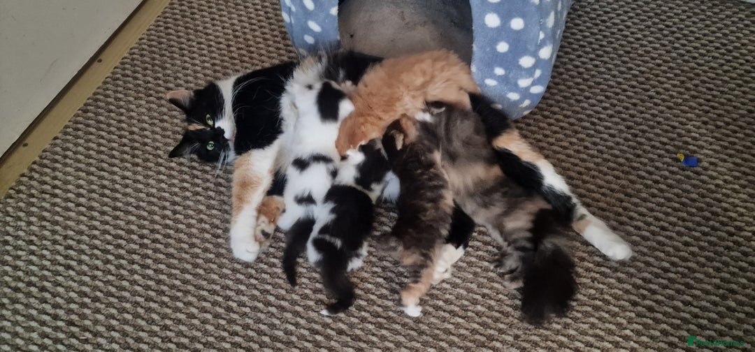 American Shorthair cats for sale: Fluffy Black&White Kittens Ready for Loving Homes - Image 9