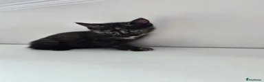 Black mixed coloration