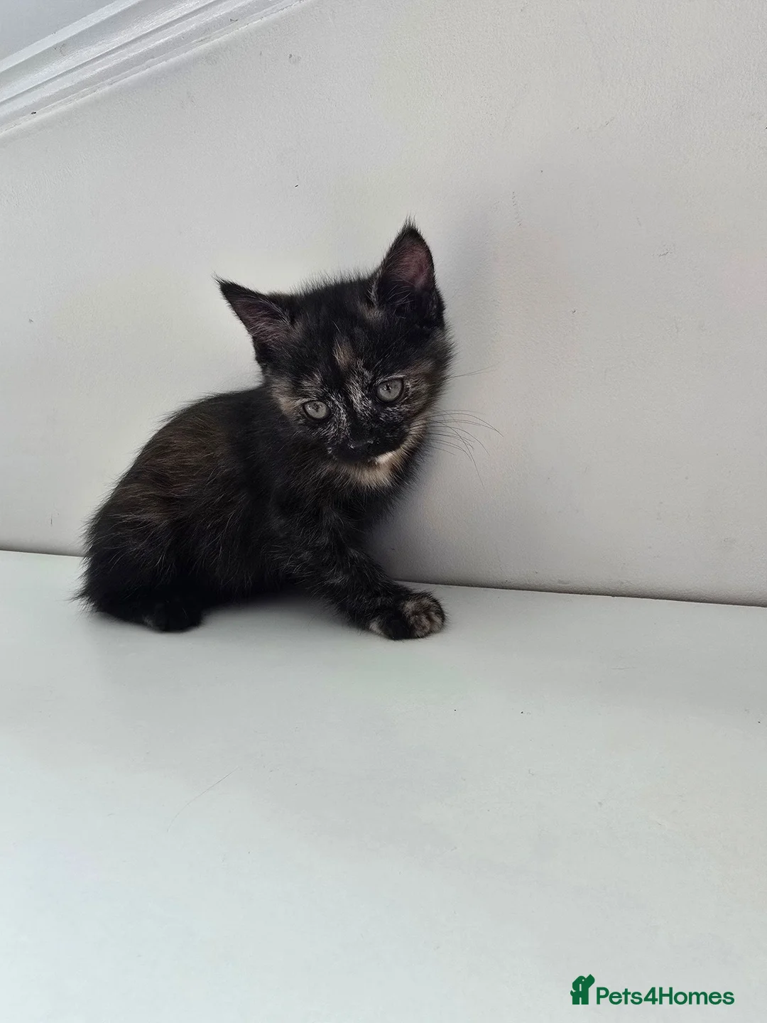 Mixed Breed cats for sale: Ragdoll Mix in Carluke - Advert 10