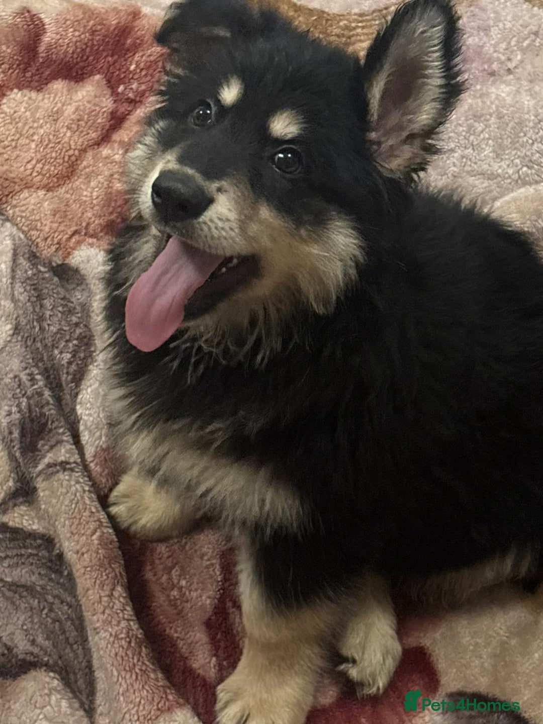 German Shepherd dogs for sale: 2 German Shepard boys  - Advert 20