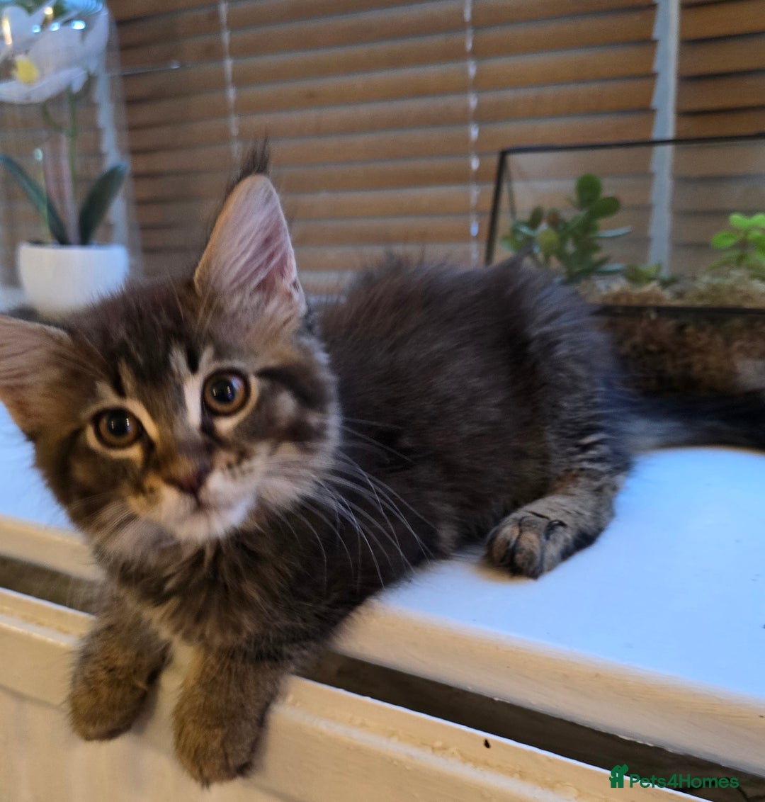Maine Coon cats for sale: Maine coon kittens  - Image 21