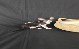 Cornish Rex cats for sale: Cornish Rex kitten  - Advert 7