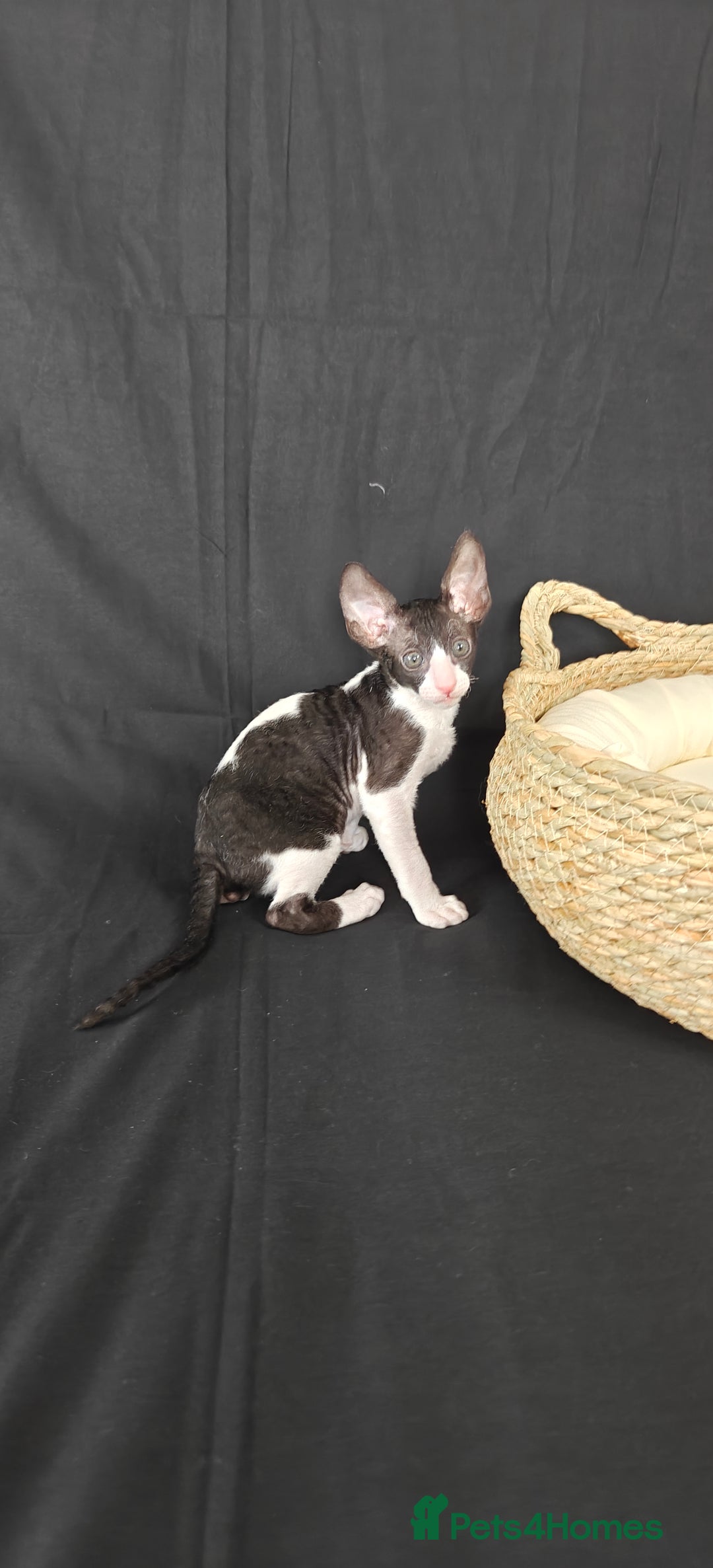 Cornish Rex cats for sale: Cornish Rex kitten  - Advert 7