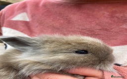 Netherland Dwarf rabbits for sale: Beautiful Netherland dawf mini lop bunnies  - Advert 4