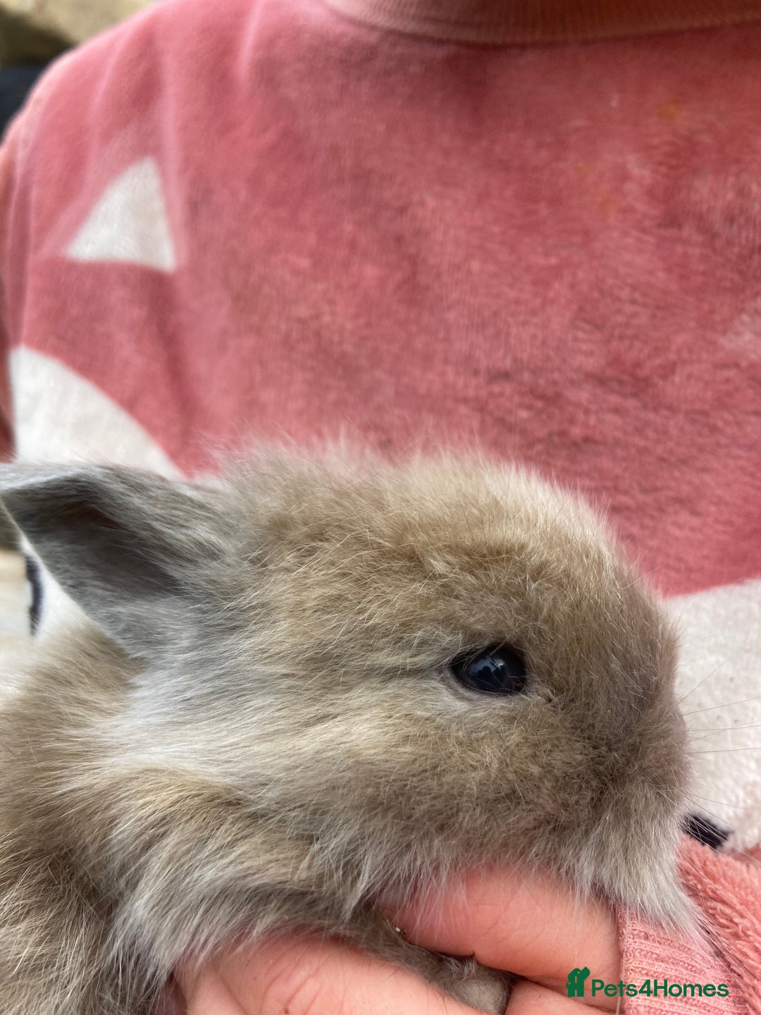 Netherland Dwarf rabbits for sale: Beautiful Netherland dawf mini lop bunnies  - Advert 4