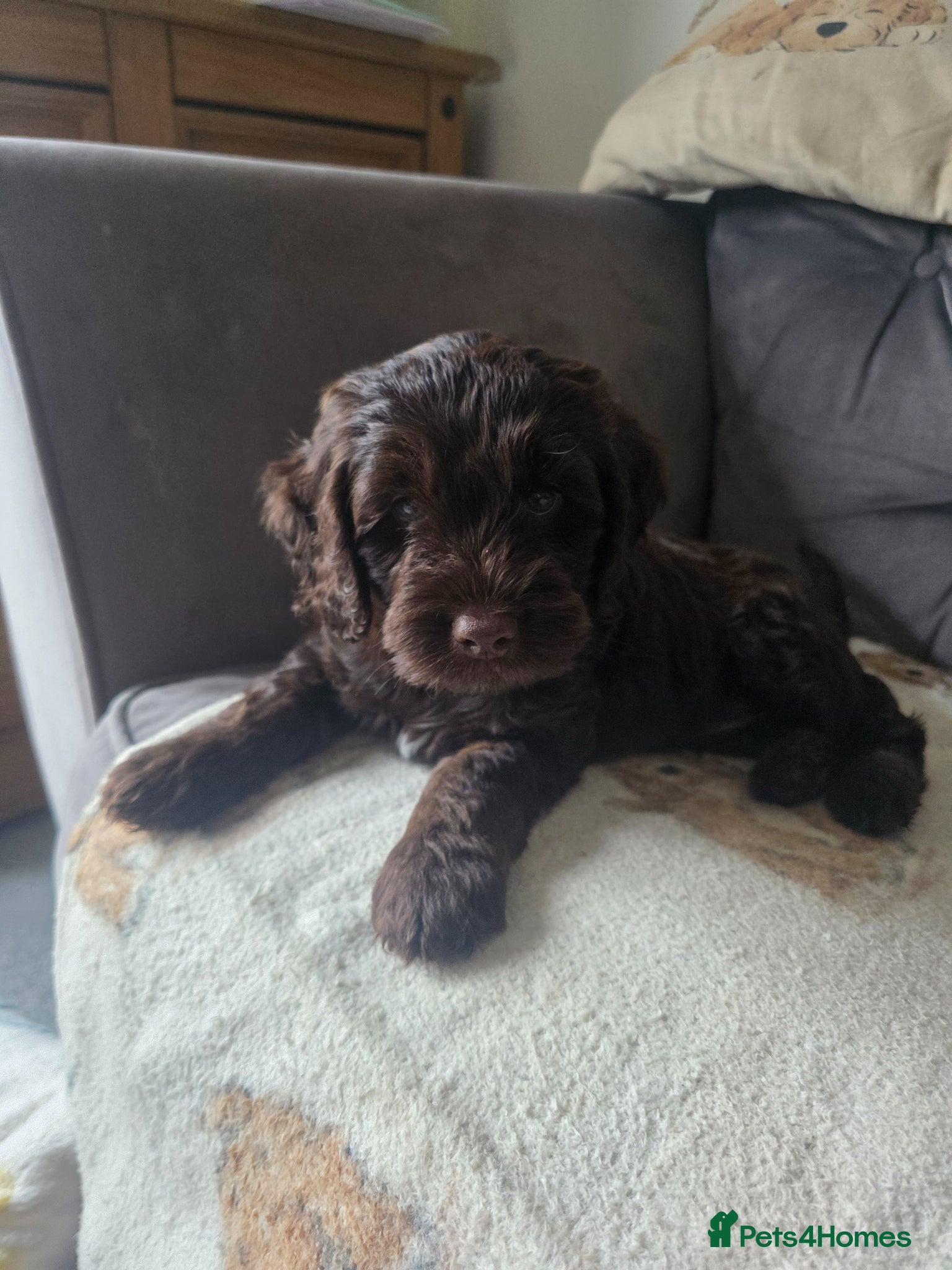 Cockapoo dogs Only 3 left 🍫 Meet Our Chocolate Cockapoos 🍫 - Advert 5