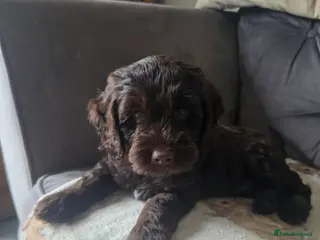 Cockapoo dogs Only 3 left 🍫 Meet Our Chocolate Cockapoos 🍫 - Advert 5
