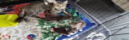 Mixed Breed cats for sale: 4 kittens *3boys* *1girl* available Sept  - Advert 14