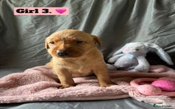 Labrador Retriever dogs for sale: 🐶 8 Gorgeous KC Labrador Puppy’s 🐶 - Image 9