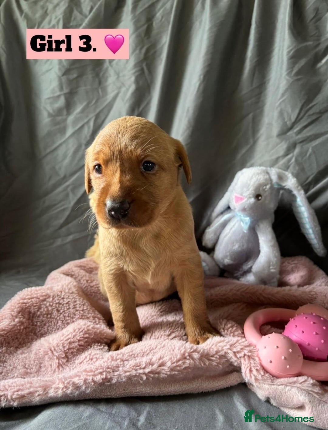 Labrador Retriever dogs for sale: 🐶 8 Gorgeous KC Labrador Puppy’s 🐶 - Image 9