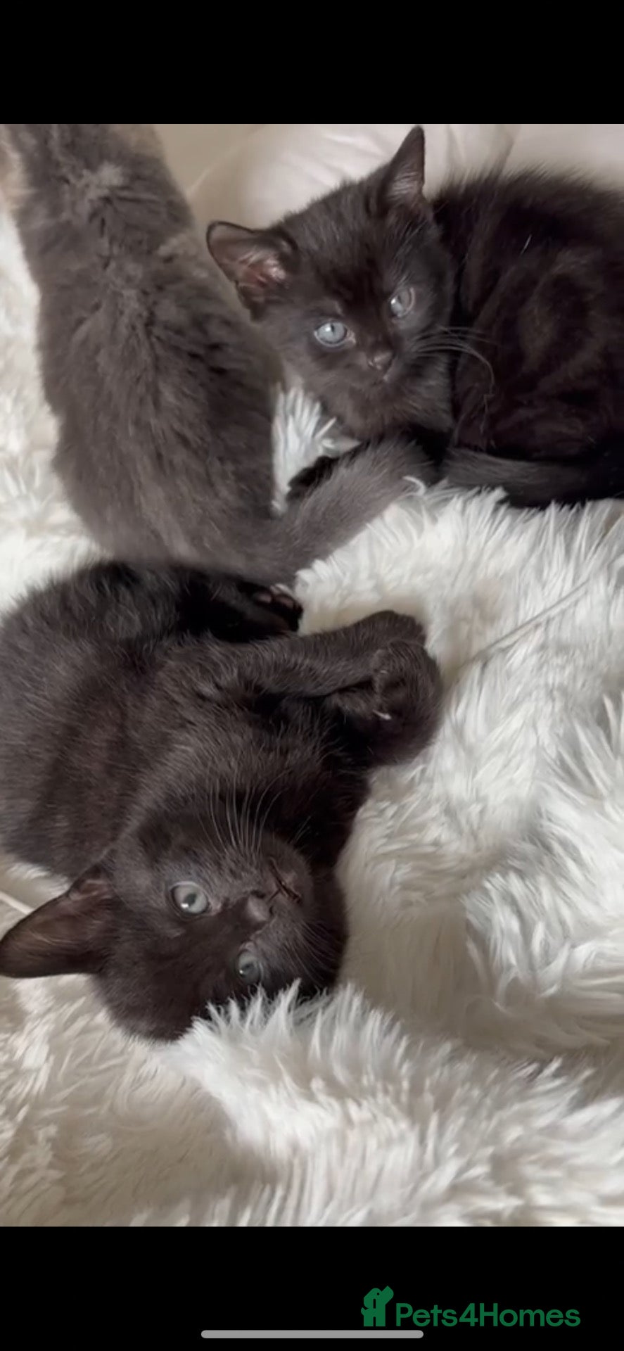 Mixed Breed cats Black kitten for sale  - Advert 2