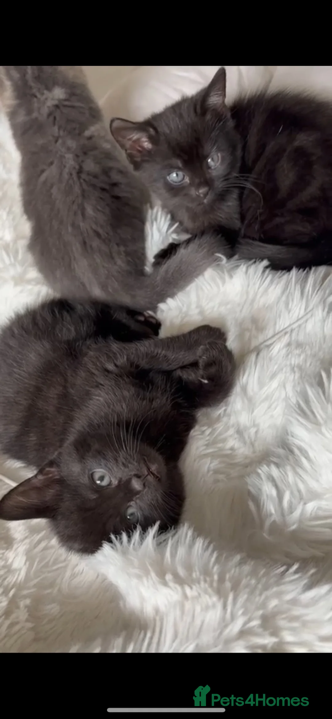 Mixed Breed cats for sale: Black kitten for sale  - Advert 2