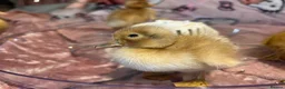 Ducks poultry for sale: 🦆 Pure Saxony Hatching eggs!!  🦆 - Advert 5