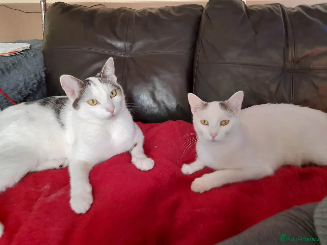 Mixed Breed cats for adoption: Beautiful Keanu and snow  - Advert 1