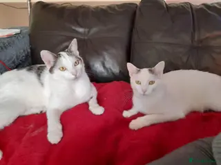 Mixed Breed cats Beautiful Keanu and snow - Advert 1