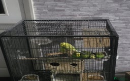 Budgerigars birds for sale: Budgies - Image 1