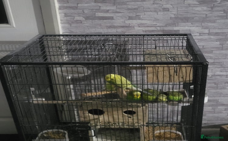 Budgerigars birds - Advert 7