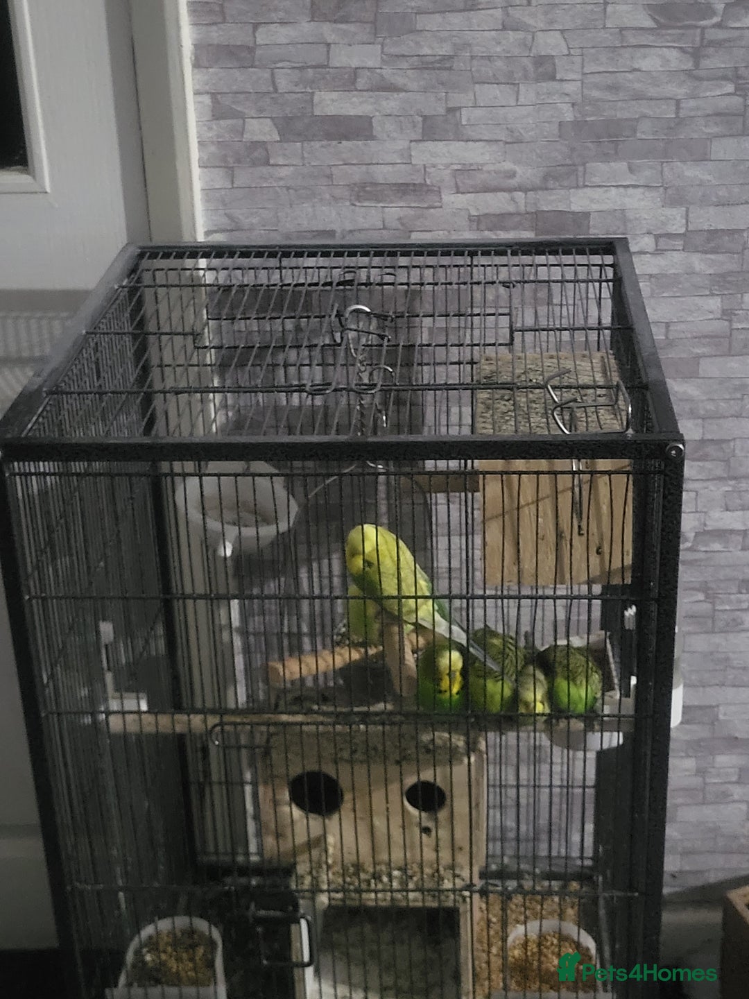 Budgerigars birds for sale: Budgies - Image 1