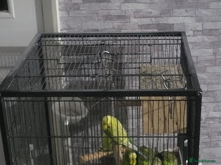 Budgerigars birds - Advert 22