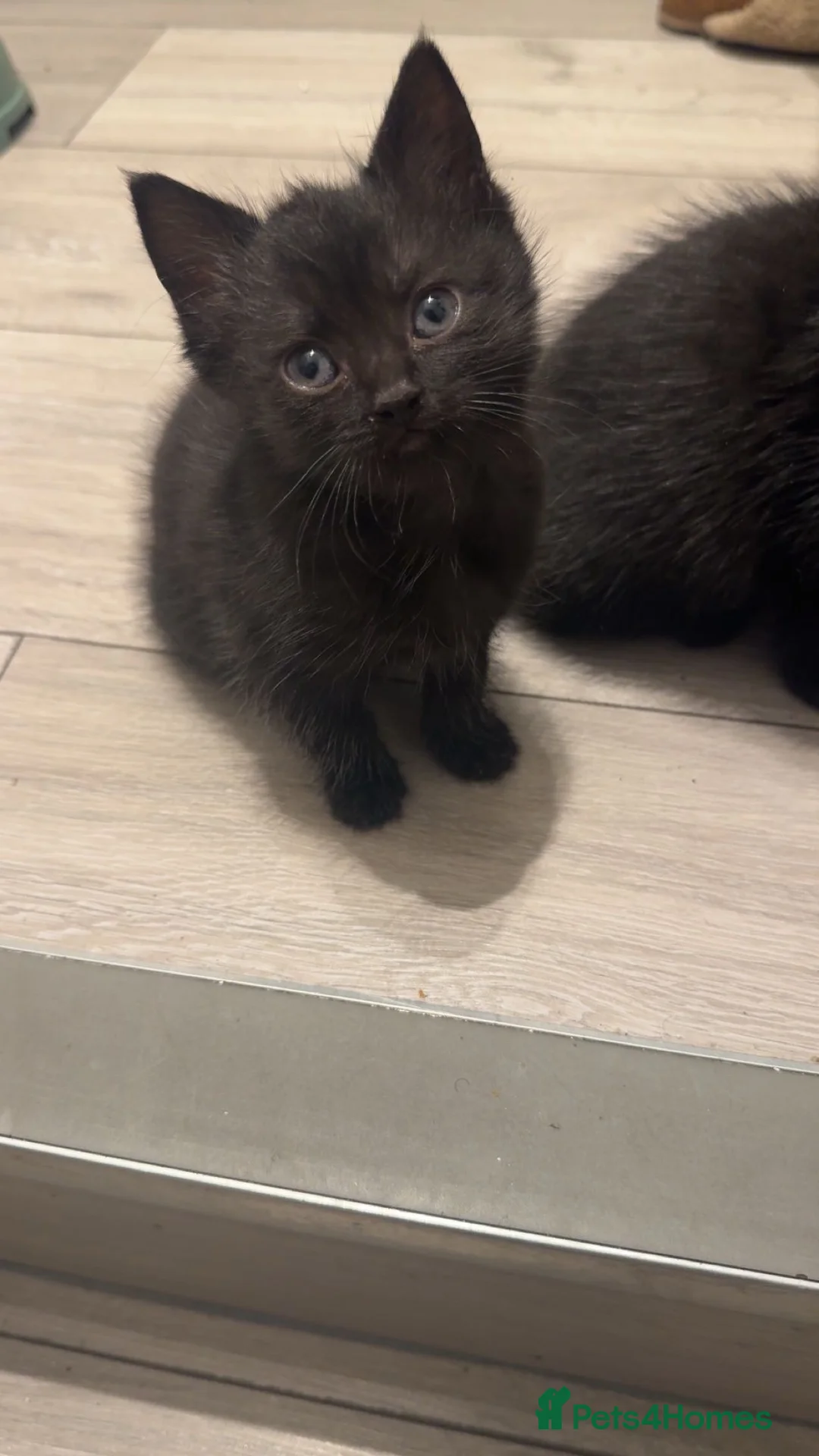 Mixed Breed cats for sale: 6 Adorable Kittens Looking for Their Forever Homes - Advert 2