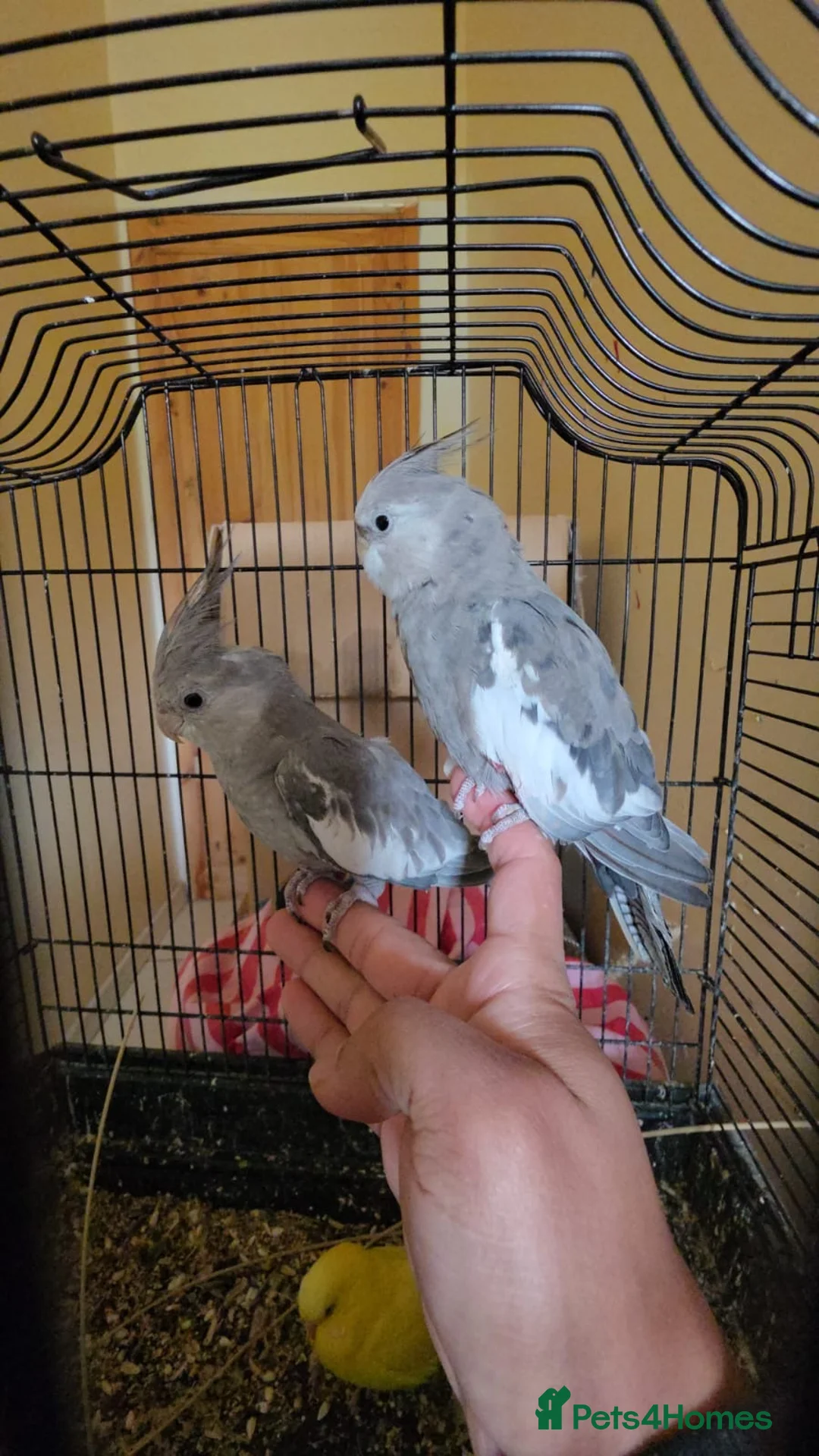 Cockatiels birds for sale: Teddy for a good home - Advert 2