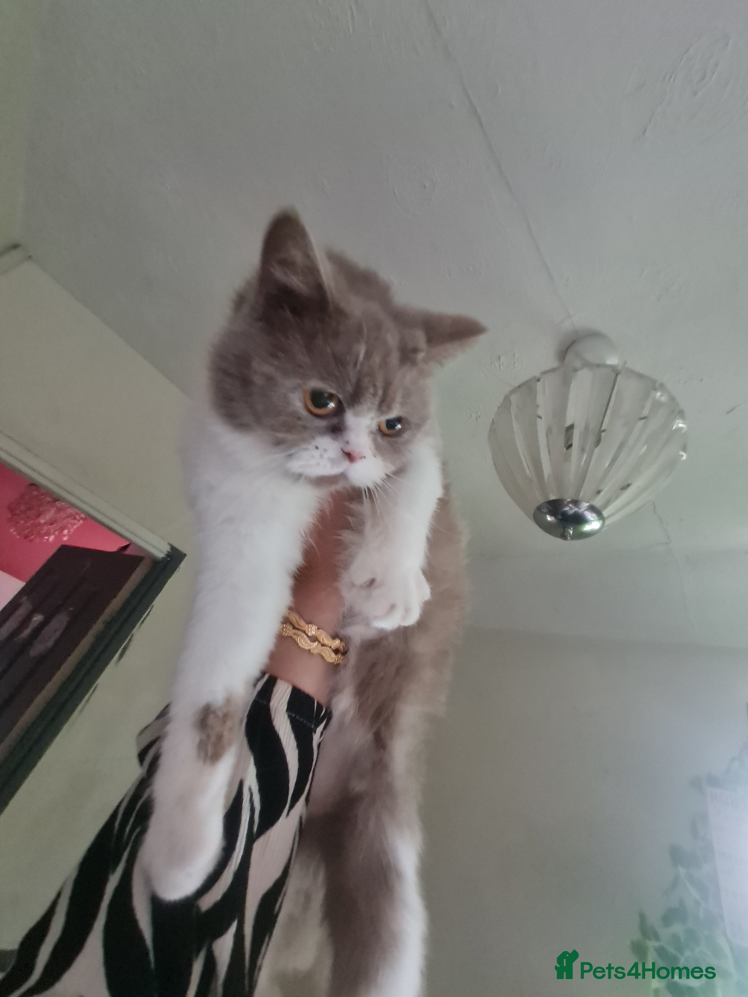 Brazilian Shorthair cats Sweet lilly for sweet home - Advert 1