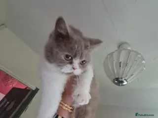 Brazilian Shorthair cats Sweet lilly for sweet home - Advert 1