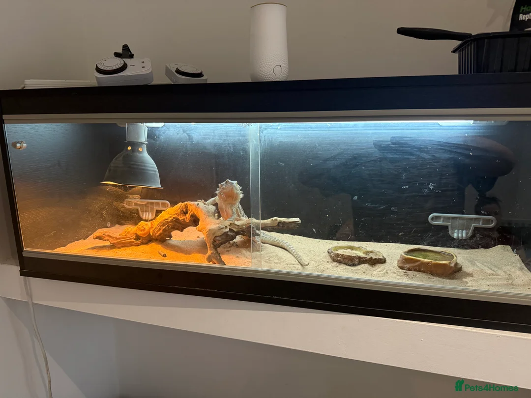 Bearded Dragon reptiles for sale: Bearded dragon and set up  - Advert 4