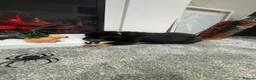 Rottweiler dogs for sale: 🐶🐾 Rottweiler puppies 🐾🐶 - Advert 20