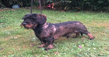 Dachshund dogs - Advert 15
