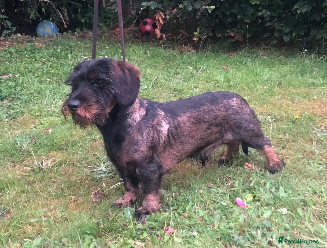 Dachshund dogs for sale: Standard Wirehaired Dachshund (Teckel) Pups - Image 3