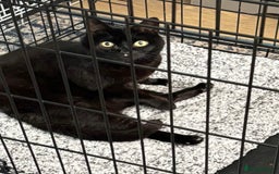 Domestic Shorthair cats for adoption: Midnight 🖤 - Image 7