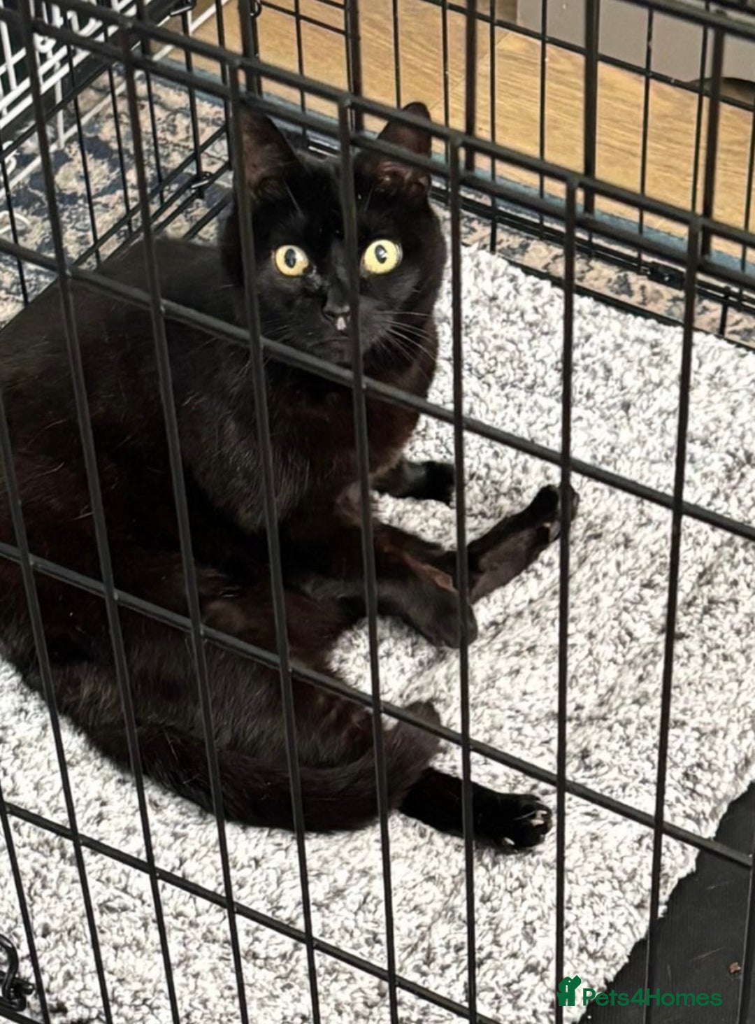 Domestic Shorthair cats for adoption: Midnight 🖤 - Image 7